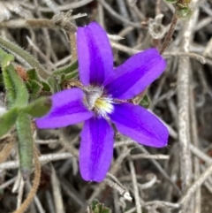 Scaevola ramosissima (Hairy Fan-flower) at Croajingolong National Park - 13 Sep 2023 by AnneG1