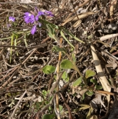 Scaevola ramosissima at Genoa, VIC - 13 Sep 2023