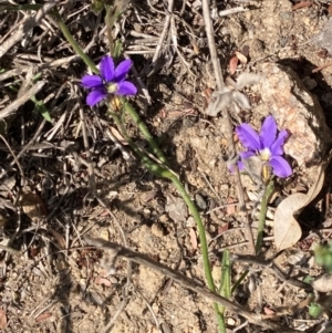 Scaevola ramosissima at Genoa, VIC - 13 Sep 2023