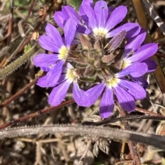 Scaevola ramosissima at Genoa, VIC - 13 Sep 2023