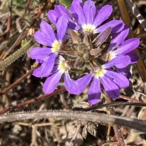 Scaevola ramosissima at Genoa, VIC - 13 Sep 2023