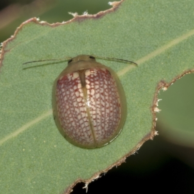 Paropsisterna decolorata (A Eucalyptus leaf beetle) at Hawker, ACT - 25 Feb 2023 by AlisonMilton