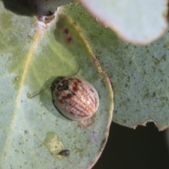 Paropsisterna decolorata at Hawker, ACT - 25 Feb 2023 10:12 AM