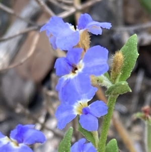 Dampiera stricta at Genoa, VIC - 13 Sep 2023