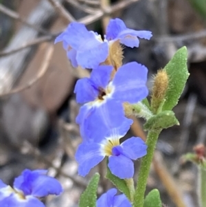 Dampiera stricta at Genoa, VIC - 13 Sep 2023 10:26 AM