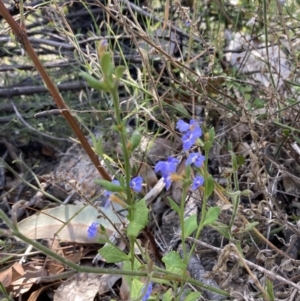 Dampiera stricta at Genoa, VIC - 13 Sep 2023