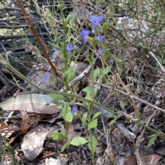 Dampiera stricta at Genoa, VIC - 13 Sep 2023