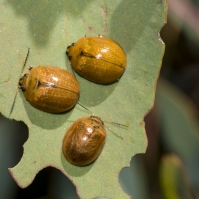 Paropsisterna cloelia (Eucalyptus variegated beetle) at Hawker, ACT - 25 Feb 2023 by AlisonMilton