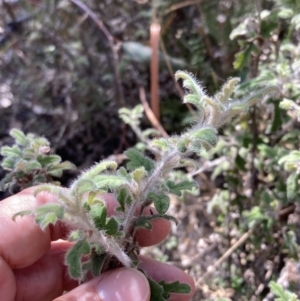 Xanthosia pilosa at Genoa, VIC - 13 Sep 2023 10:27 AM