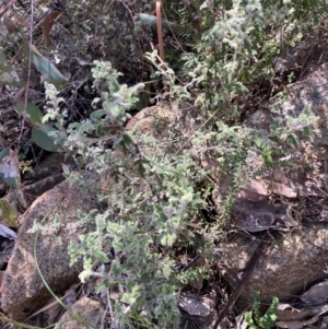 Xanthosia pilosa at Genoa, VIC - 13 Sep 2023