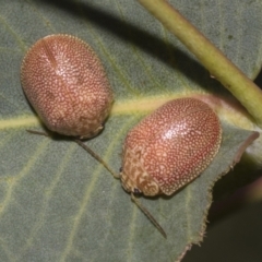 Paropsis atomaria (Eucalyptus leaf beetle) at Hawker, ACT - 25 Feb 2023 by AlisonMilton