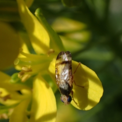 Sphenella ruficeps (Senecio Flower Galler Fruit Fly) at Murrumbateman, NSW - 15 Sep 2023 by SimoneC