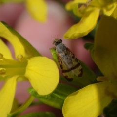 Sphenella ruficeps at Murrumbateman, NSW - 15 Sep 2023