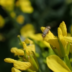 Sphenella ruficeps at Murrumbateman, NSW - 15 Sep 2023