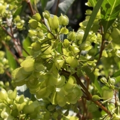 Dodonaea triquetra (Large-leaf Hop-Bush) at Genoa, VIC - 13 Sep 2023 by AnneG1