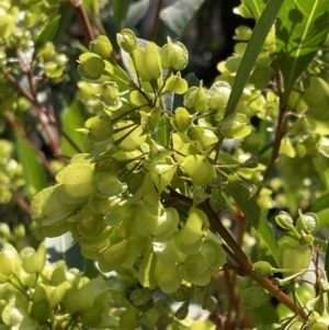 Dodonaea triquetra (Large-leaf Hop-Bush) at Genoa, VIC by AnneG1