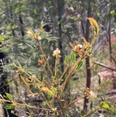 Acacia myrtifolia (Myrtle Wattle) at Croajingolong National Park - 13 Sep 2023 by AnneG1