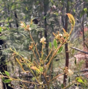 Acacia myrtifolia at Genoa, VIC - 13 Sep 2023