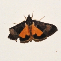 Uresiphita ornithopteralis (Tree Lucerne Moth) at Wanniassa, ACT - 15 Sep 2023 by JohnBundock
