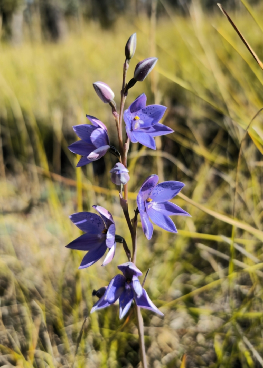 Thelymitra ixioides at East Lynne, NSW - 13 Sep 2023