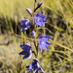 Thelymitra ixioides (Dotted Sun Orchid) at East Lynne, NSW - 13 Sep 2023 by Csteele4