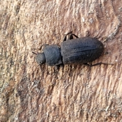Isopteron sp. (genus) (A darkling beetle) at Bruce Ridge to Gossan Hill - 15 Sep 2023 by trevorpreston