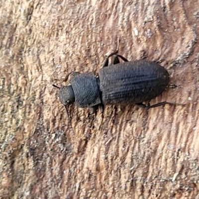 Isopteron sp. (genus) (A darkling beetle) at Bruce, ACT - 15 Sep 2023 by trevorpreston