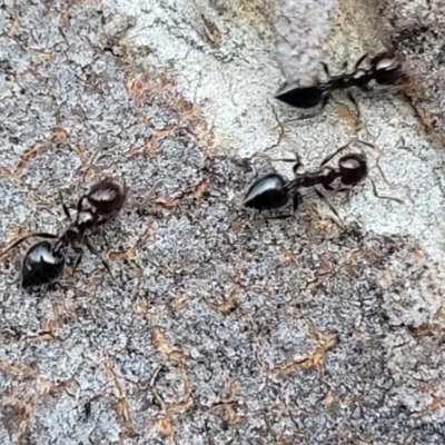 Crematogaster sp. (genus) (Acrobat ant, Cocktail ant) at Bruce, ACT - 15 Sep 2023 by trevorpreston