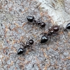 Crematogaster sp. (genus) at Bruce, ACT - 15 Sep 2023