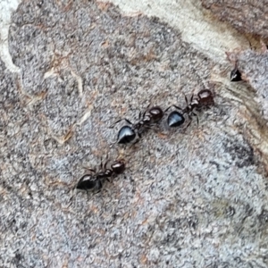 Crematogaster sp. (genus) at Bruce, ACT - 15 Sep 2023