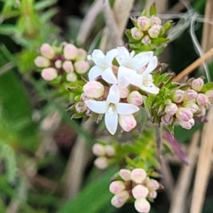 Asperula conferta (Common Woodruff) at Flea Bog Flat, Bruce - 15 Sep 2023 by trevorpreston