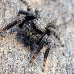 Servaea incana (Hoary Servaea) at Bruce, ACT - 15 Sep 2023 by trevorpreston