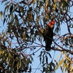 Callocephalon fimbriatum (Gang-gang Cockatoo) at Flea Bog Flat, Bruce - 15 Sep 2023 by trevorpreston