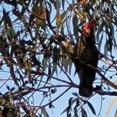 Callocephalon fimbriatum at Bruce, ACT - suppressed