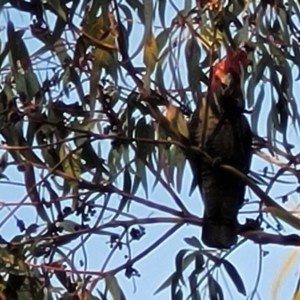 Callocephalon fimbriatum at Bruce, ACT - 15 Sep 2023