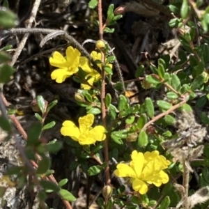 Hibbertia aspera subsp. aspera at Genoa, VIC - 13 Sep 2023 10:32 AM