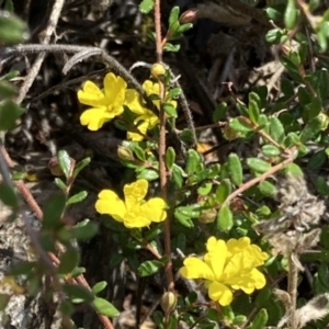 Hibbertia aspera subsp. aspera at Genoa, VIC - 13 Sep 2023