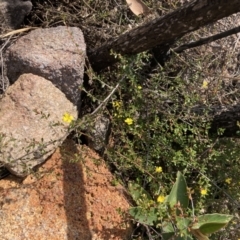 Hibbertia aspera subsp. aspera at Genoa, VIC - 13 Sep 2023