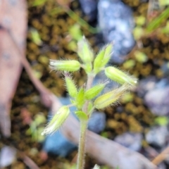 Cerastium glomeratum (Sticky Mouse-ear Chickweed) at Flea Bog Flat, Bruce - 15 Sep 2023 by trevorpreston