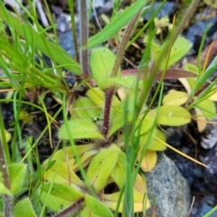 Cerastium glomeratum at Bruce, ACT - 15 Sep 2023 05:17 PM