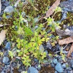 Cerastium glomeratum at Bruce, ACT - 15 Sep 2023 05:17 PM