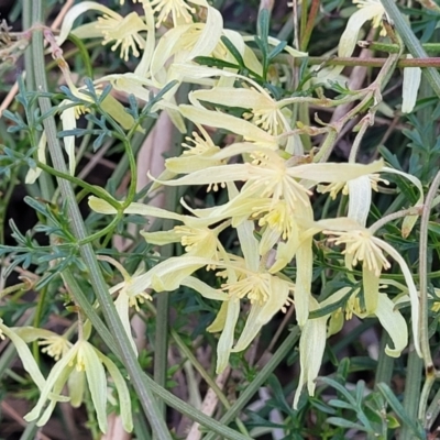 Clematis leptophylla (Small-leaf Clematis, Old Man's Beard) at Bruce, ACT - 15 Sep 2023 by trevorpreston