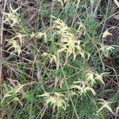 Clematis leptophylla at Bruce, ACT - 15 Sep 2023 05:14 PM