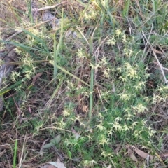 Clematis leptophylla at Bruce, ACT - 15 Sep 2023 05:14 PM