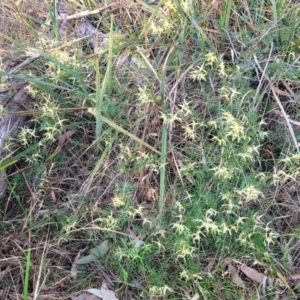 Clematis leptophylla at Bruce, ACT - 15 Sep 2023 05:14 PM