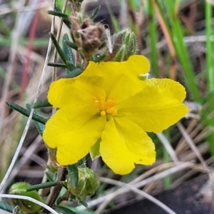 Hibbertia calycina at Bruce, ACT - 15 Sep 2023