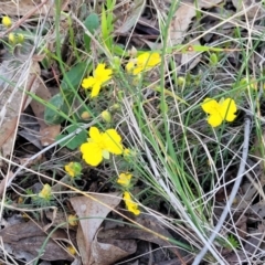 Hibbertia calycina at Bruce, ACT - 15 Sep 2023