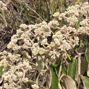 Pomaderris ferruginea at Genoa, VIC - 13 Sep 2023