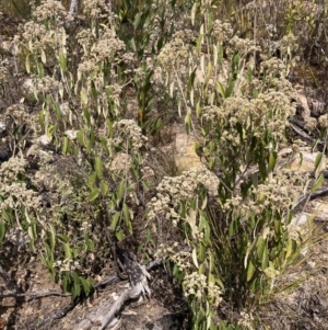 Pomaderris ferruginea at Genoa, VIC - 13 Sep 2023