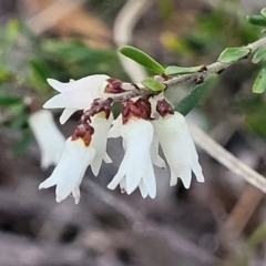 Cryptandra amara (Bitter Cryptandra) at Flea Bog Flat, Bruce - 15 Sep 2023 by trevorpreston